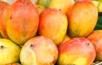 african-mango personne particulier